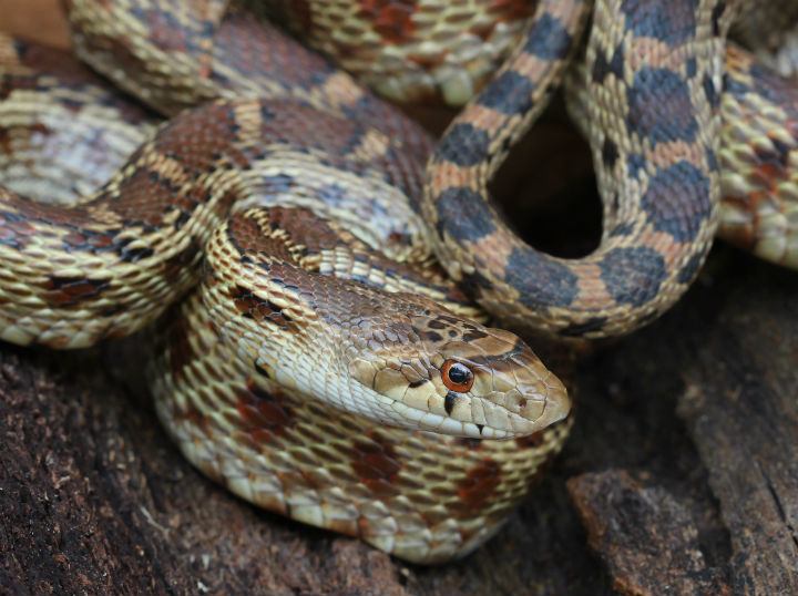 Pacific Gopher Snake